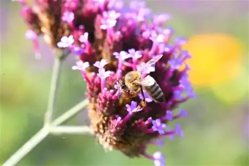 46 plantes respectueuses des abeilles par période de floraison