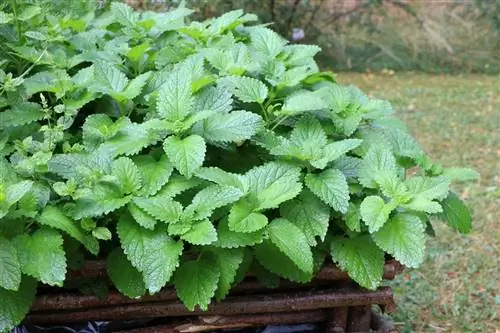 Meduňka lékařská - Melissa officinalis