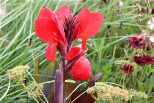 Caña de flor india - Canna indica