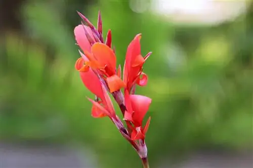 Caña de flor india - Canna indica