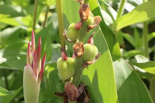 عصا گل هندی - Canna indica - دانه