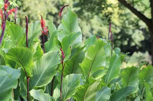 Caña de flor india - Canna indica