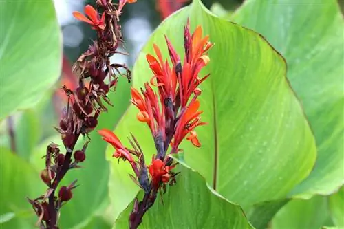 Cana de flor indiana, Canna indica - 13 dicas para cuidados