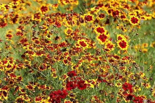 Cockade blomst - Gaillardia