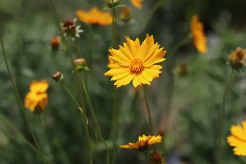 Ochiul fetei - Coreopsis