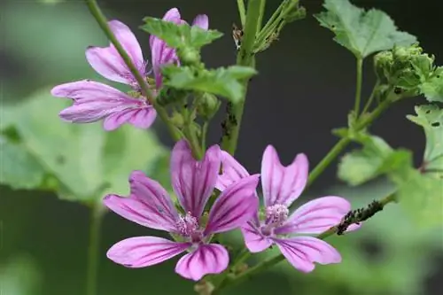 ชะมดชบา - Malva moschata