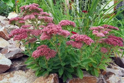 Cultivo de piedra - Sedum