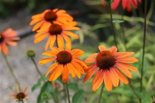 Ljubičasti češin - Echinacea purpurea