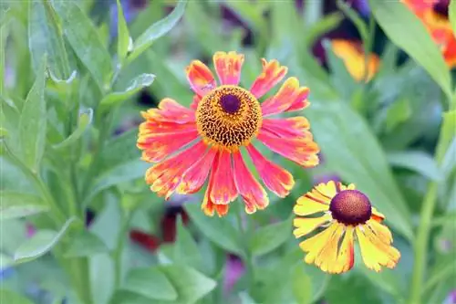 Solbrud - Helenium