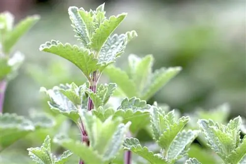 Catnip albastru (Nepeta x faassenii)