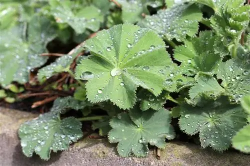 Alchemilla, damekappe