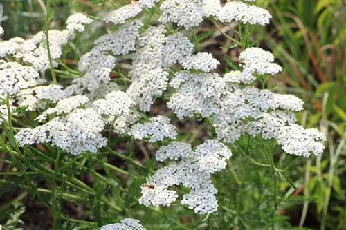 Milenrama - Aquilea