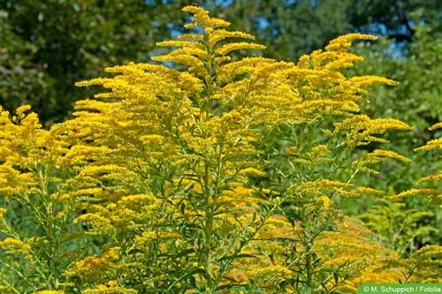 Goldenrod - Solidago