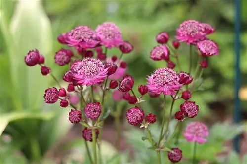 چتر ستاره بزرگ - Astrantia major