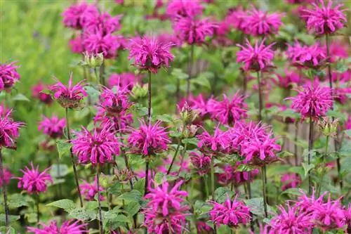 ตำแยอินเดีย - Monarda Didyma