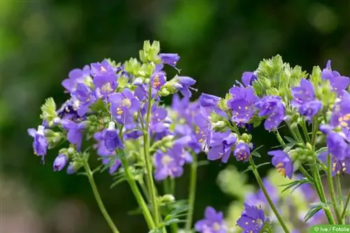 บันไดของจาค็อบ - Polemonium caeruleum