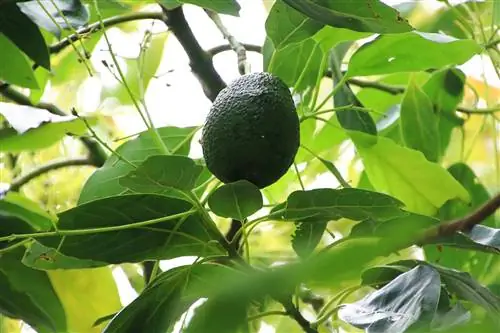 Planta de abacate com fruta