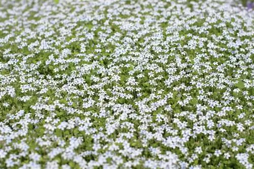 ሰማያዊ bobhead - Isotoma fluviatilis - Gaudich