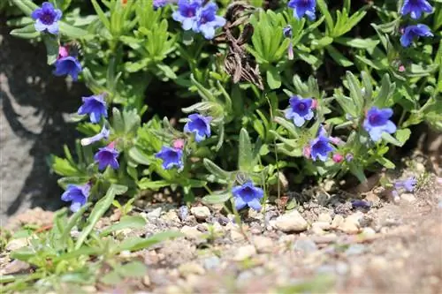 የድንጋይ ዘር - Lithodora diffusa