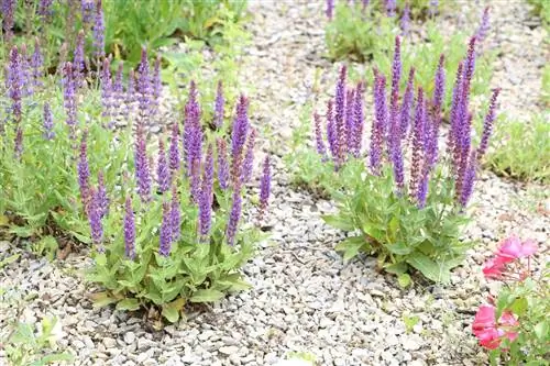 Grove φασκόμηλο - φασκόμηλο στέπας - Salvia nemorosa