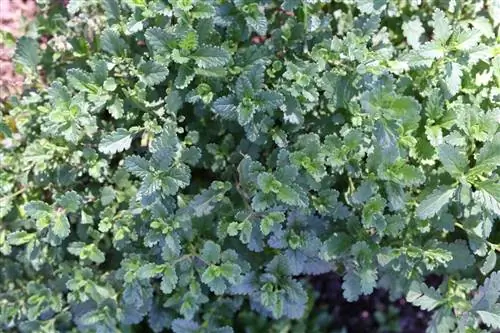 ኖብል ጀርመንደር - Teucrium chamaedrys