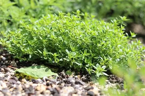 የሎሚ ቲም - Thymus citriodorus