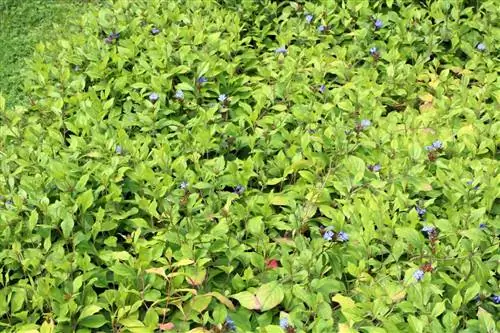 ቻይንኛ Plumbago - Ceratostigma plumbaginoides