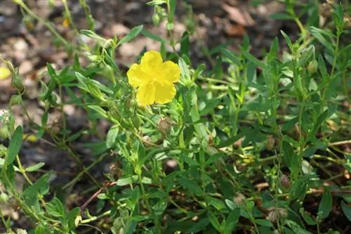 ቢጫ የሱፍ አበባ - Helianthemum nummularium