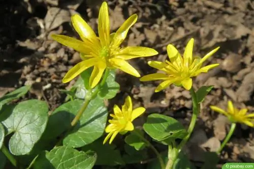 Mali celandin - Ranunculus ficaria