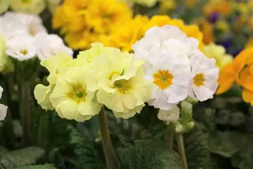 Сабақсыз примула - Primula vulgaris