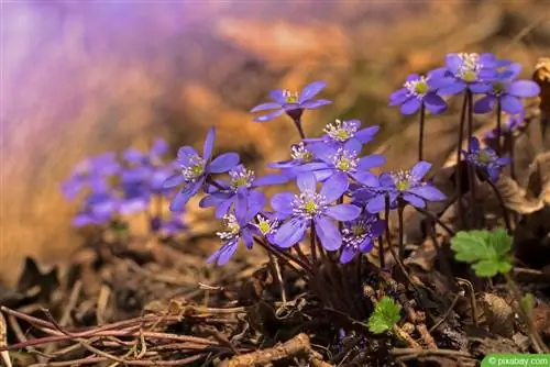 Jetrnik - Hepatica nobilis