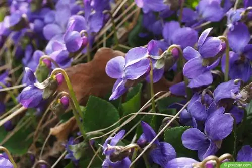 Güzel kokulu menekşe - Viola odorata