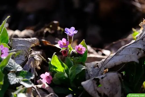 نبتة الرئة الحقيقية - Pulmonaria officinalis