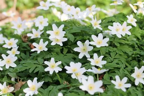 Lesna vetrnica - Anemone nemorosa