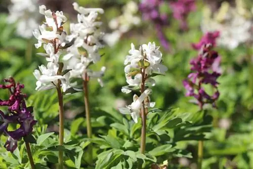 İçi boş Larkspur - Corydalis cava