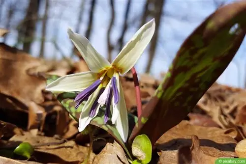 Kutyafogú liliom - Erythronium dens-canis