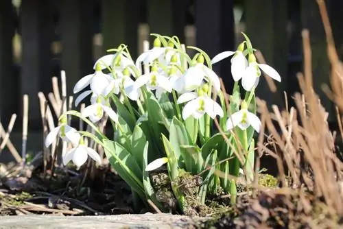 Galanthus campanilla blanca