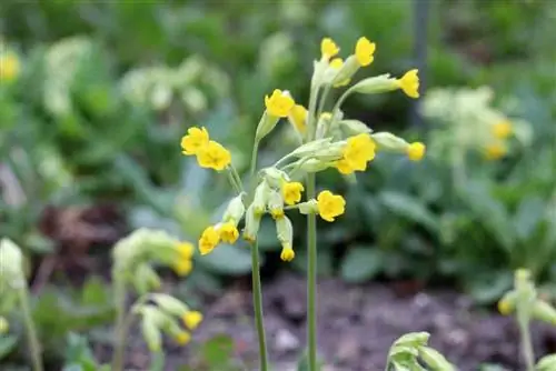 Сиыр былғары - Primula veris