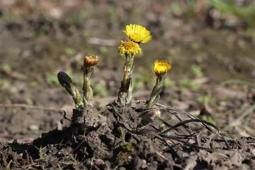 Öksürük otu - Tussilago farfara