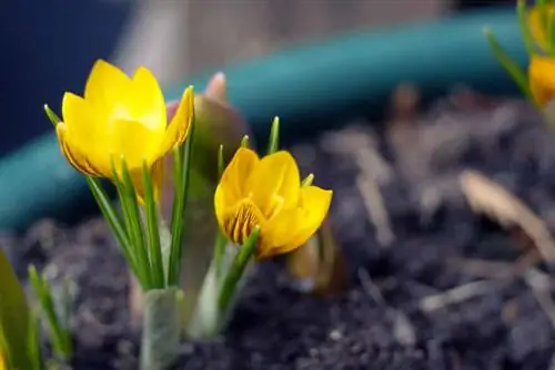 17 ville og flerårige tidlige blomster jeg sortert etter farge