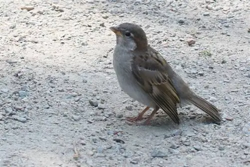 Sparrow - house sparrow