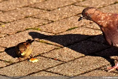 Sparrow and pigeon