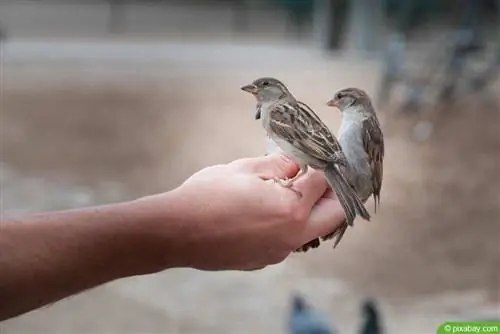 Sparrow - house sparrow