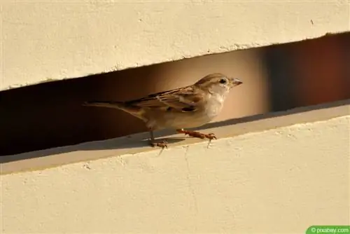 Remove sparrow nest under the roof