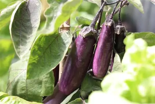 Frys aubergine - 4 oppbevaringstips