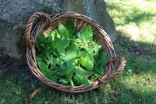 Nettle ለተጣራ ፍግ