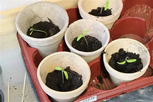 What is potting soil? Make your own pricking soil