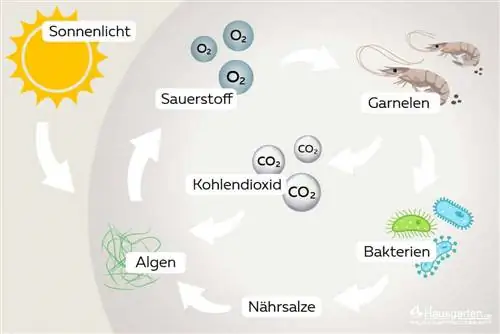 Ecosphere How it works