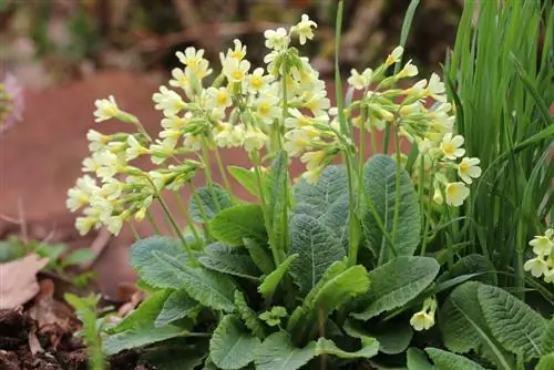 tall cowslip - Primula elatior