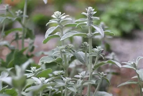 Wollziest - Stachys byzantina - Donkey's Ear